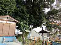師岡神社シイの木