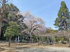唱行寺境内の桜