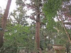 県神社の大杉