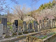 西福寺保存樹のスダジイ