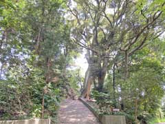 甲賀神社境内木