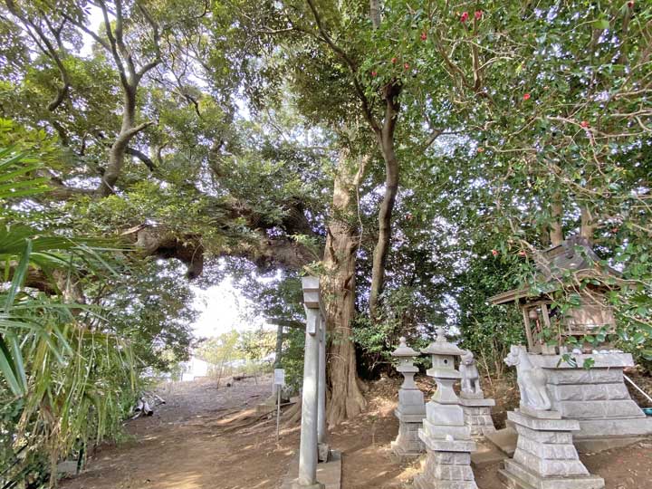 上志津高石稲荷神社保存樹スダジイとカヤ