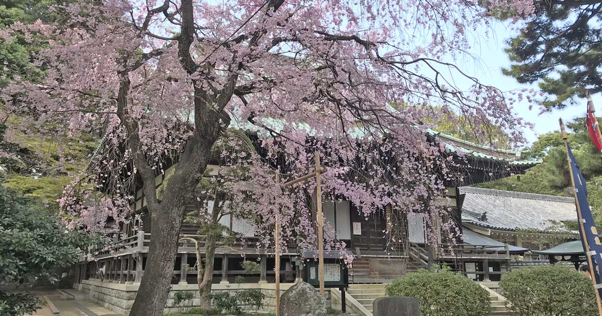 濃*ー様 真作　板橋興宗　「夢」　曹洞宗　總持寺貫首　大乗寺七十世　宮城県　石川 濃*ー様 真作 板橋興宗 「夢」 曹洞宗 總持寺貫首 大乗寺七十世