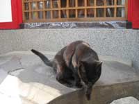 拝殿前の猫