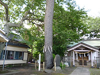 尾崎熊野神社クロマツ